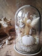 Cloche de fleurs séchées - Fleurs des sables – Image 35